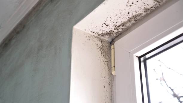 Best Commercial Mold Removal  in Onsted, MI