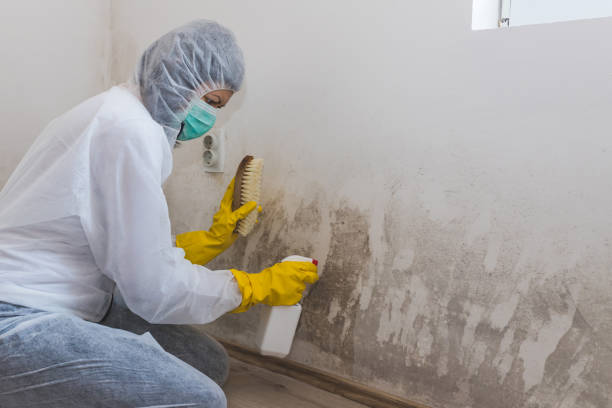Trusted Onsted, MI Mold Removal Experts