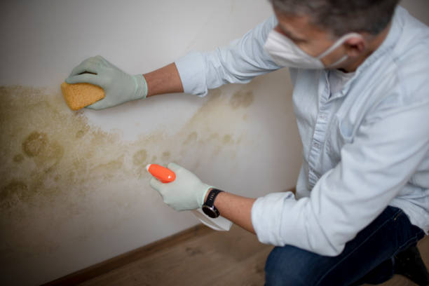Best Mold Cleaning Services  in Onsted, MI