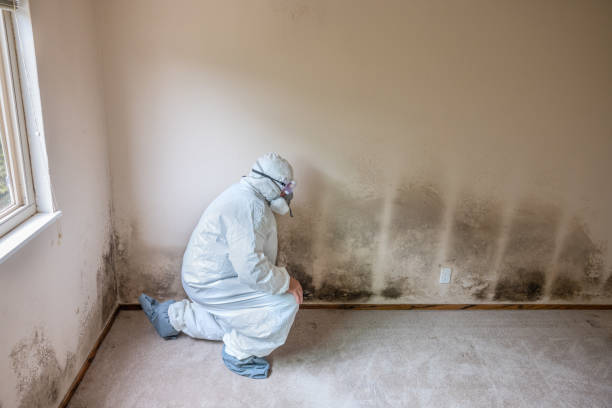 Best Mold Damage Repair  in Onsted, MI