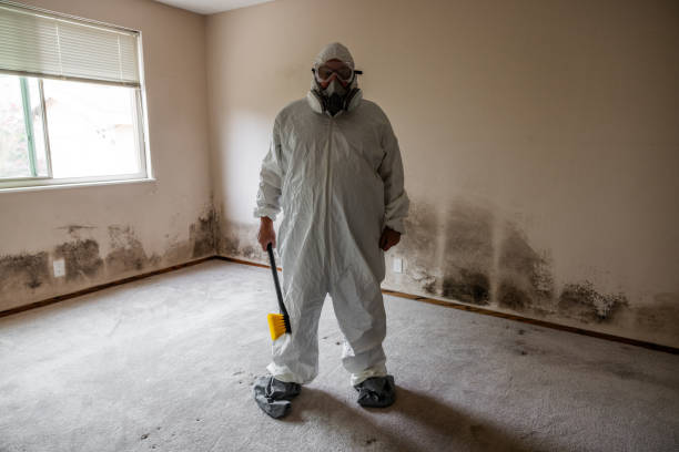 Professional Mold Removal in Onsted, MI
