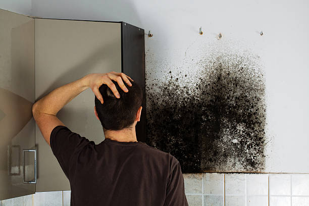 Best Mold Removal and Inspection  in Onsted, MI
